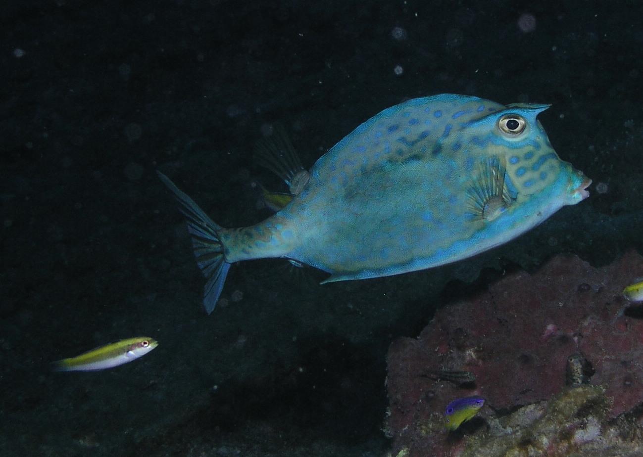 scrawled cowfish