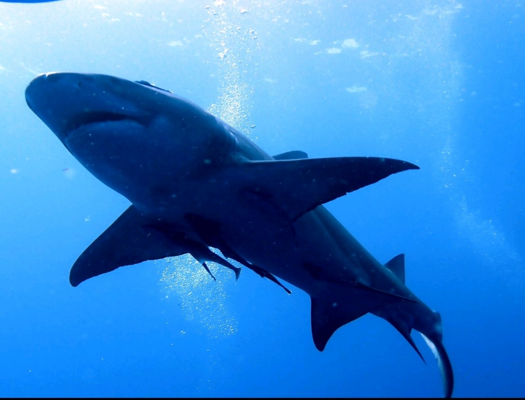 Screenshot_20210911-162240_Dive+