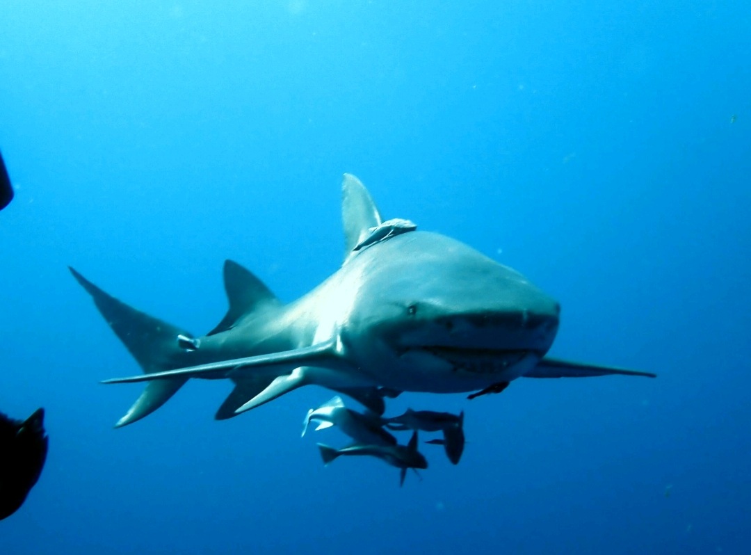 Screenshot_20210911-162247_Dive+
