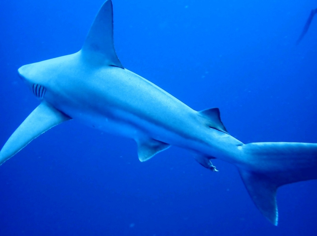 Screenshot_20210911-162303_Dive+