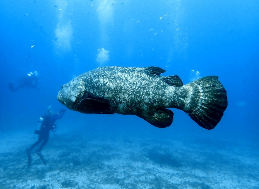 Screenshot_20210911-162330_Dive+