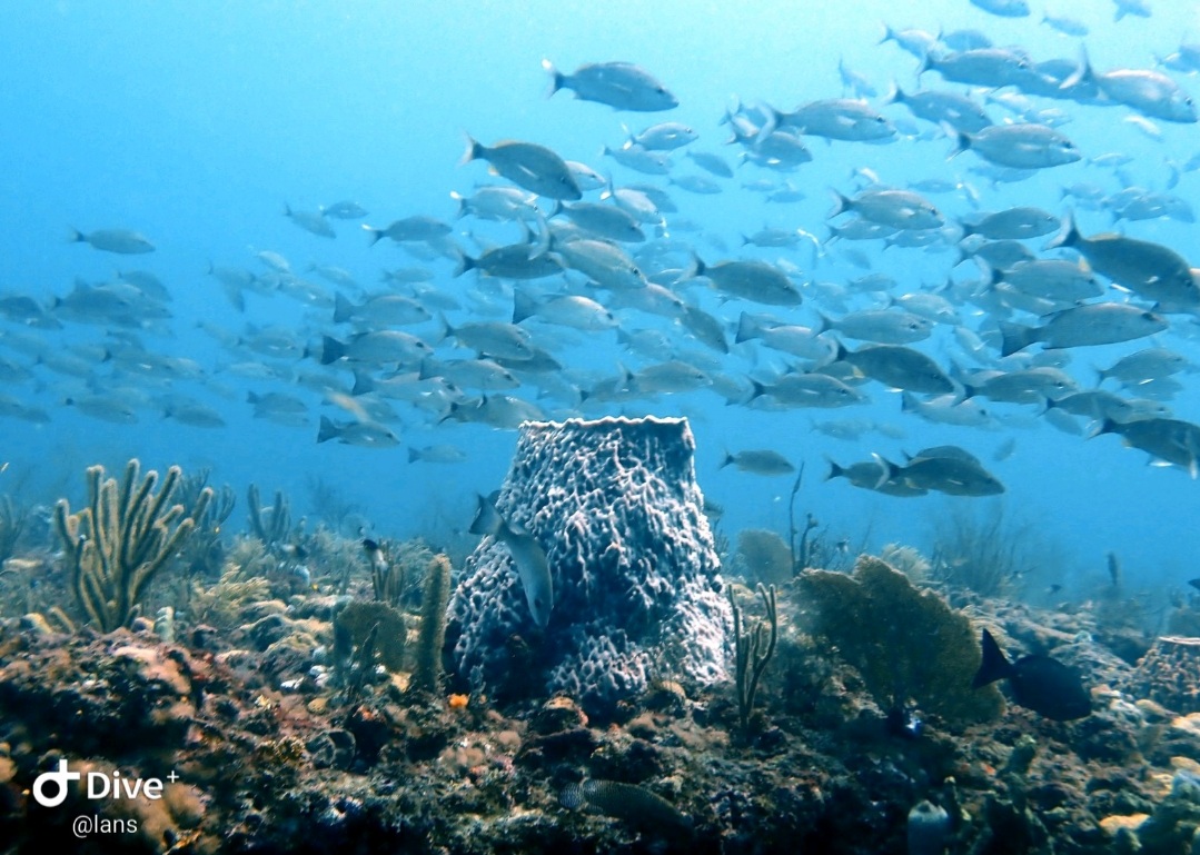 Screenshot_20210912-182211_Dive+