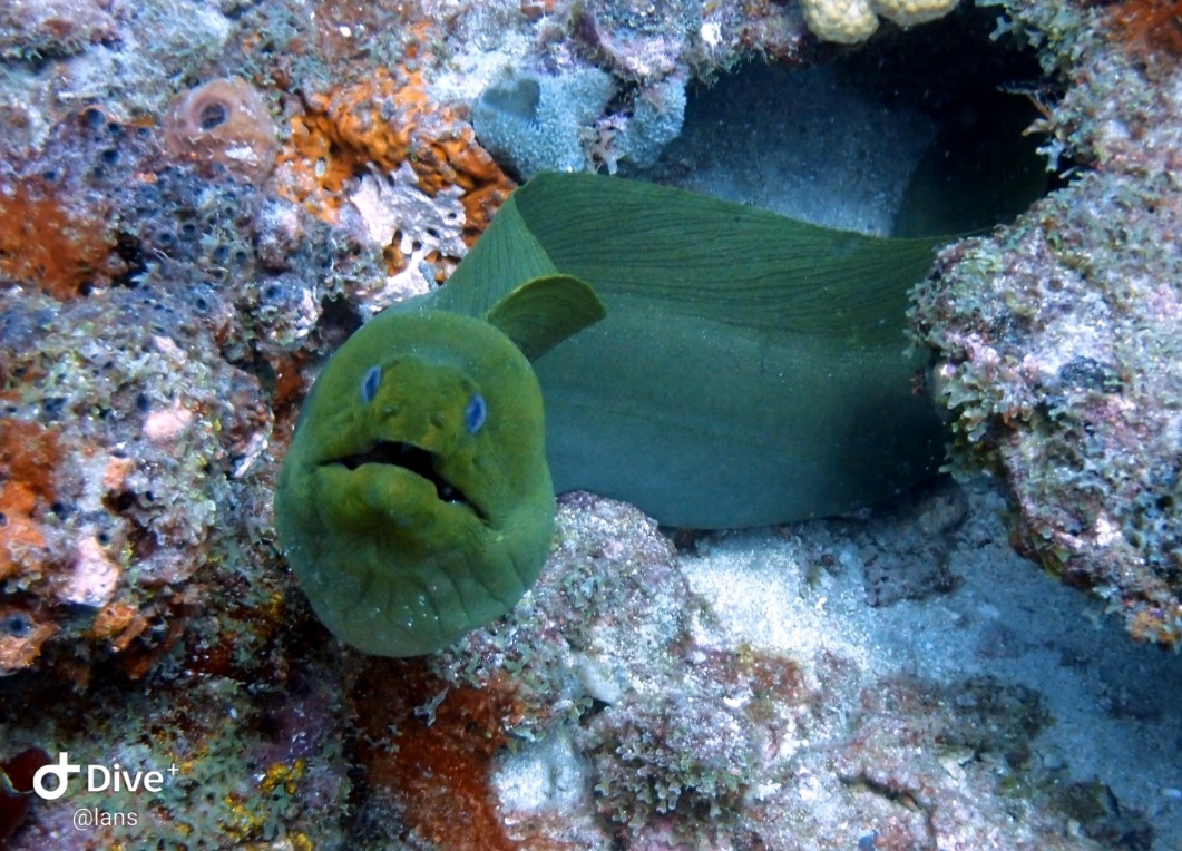 Screenshot_20210912-182220_Dive+