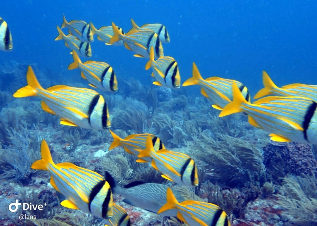 Screenshot_20210912-182255_Dive+