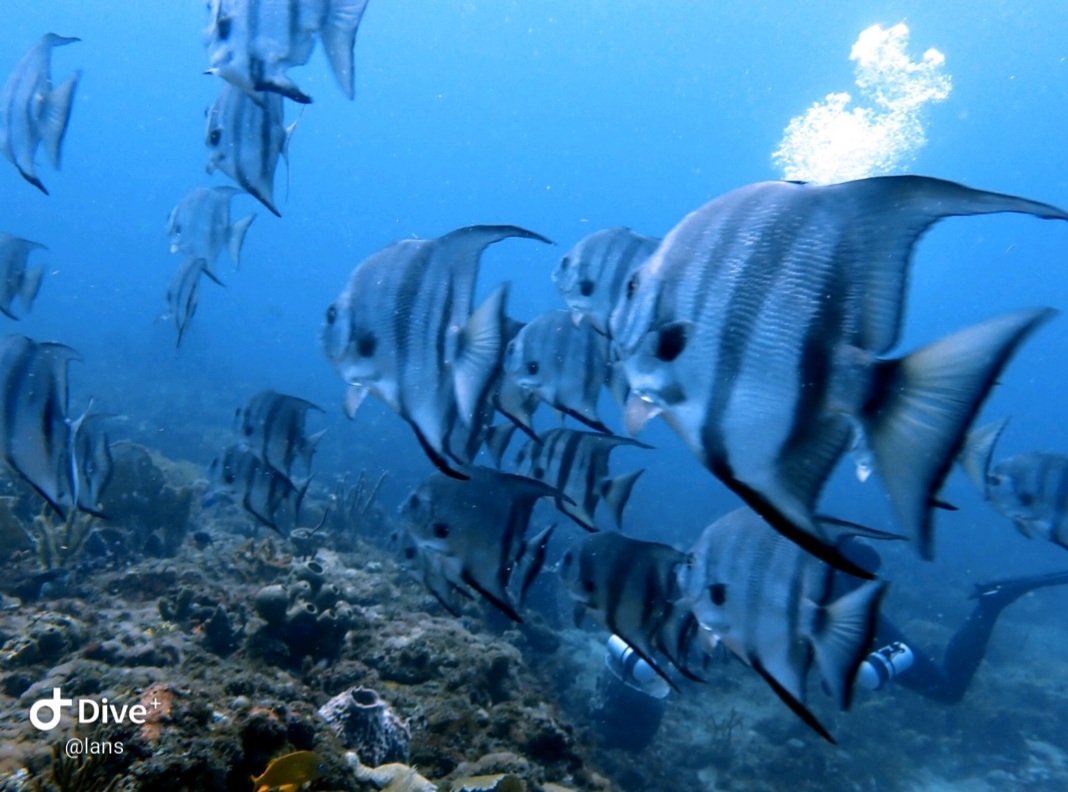 Screenshot_20210912-182304_Dive+