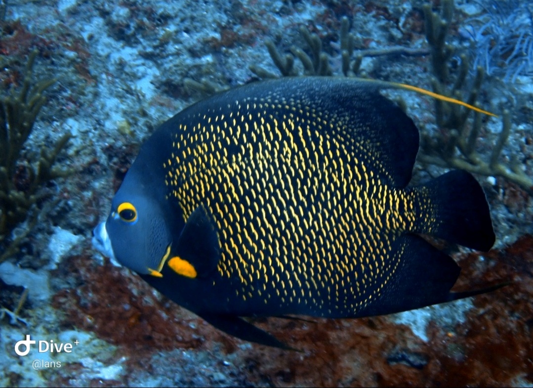 Screenshot_20210912-182327_Dive+