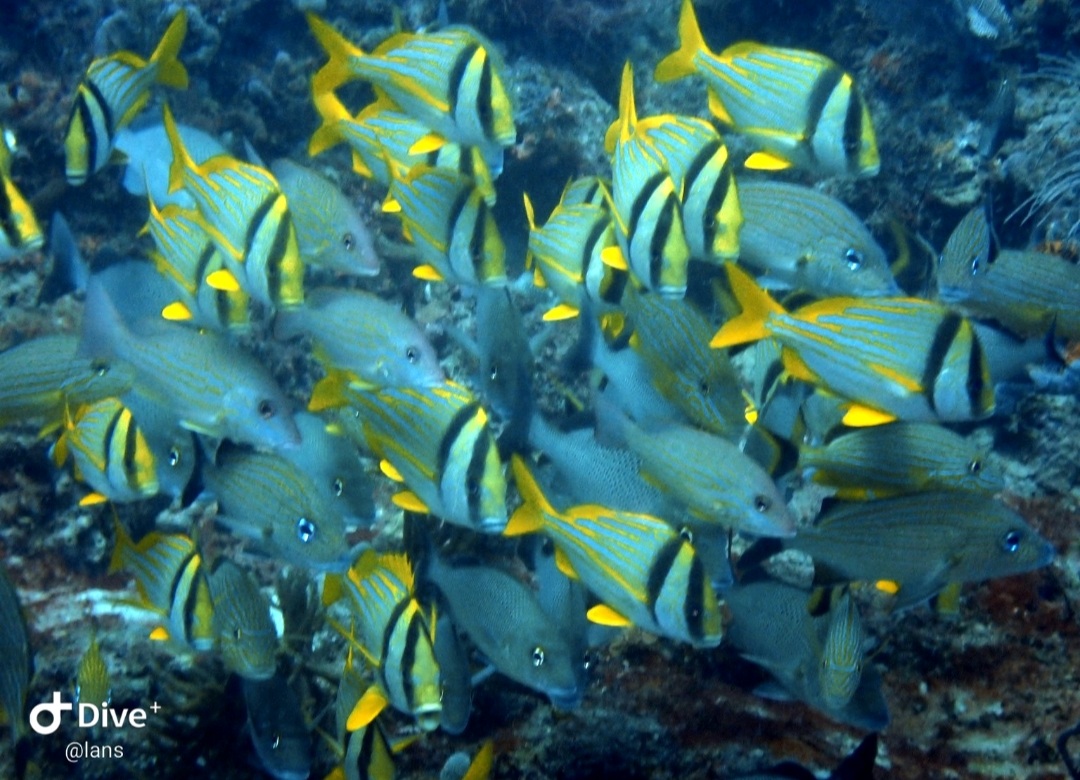 Screenshot_20210912-182340_Dive+