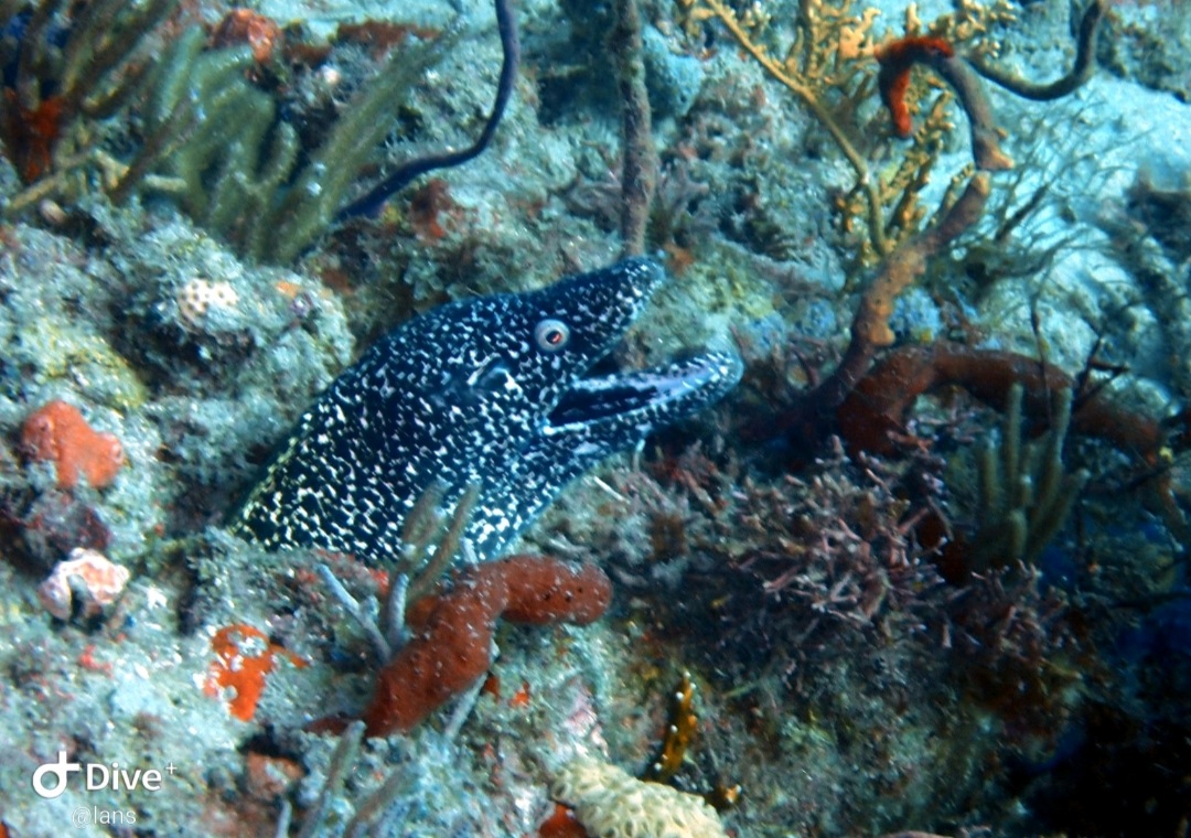 Screenshot_20210912-182347_Dive+