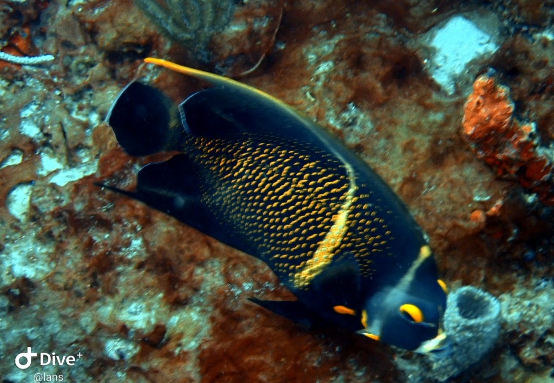 Screenshot_20210912-182354_Dive+