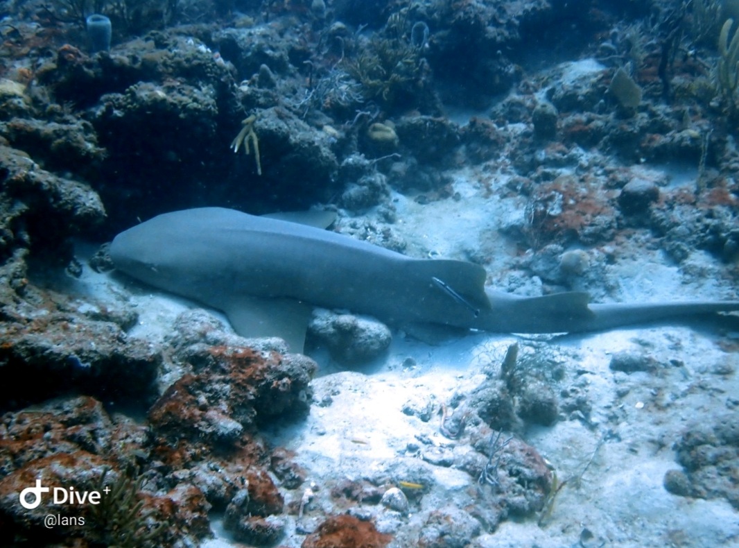 Screenshot_20210912-182401_Dive+