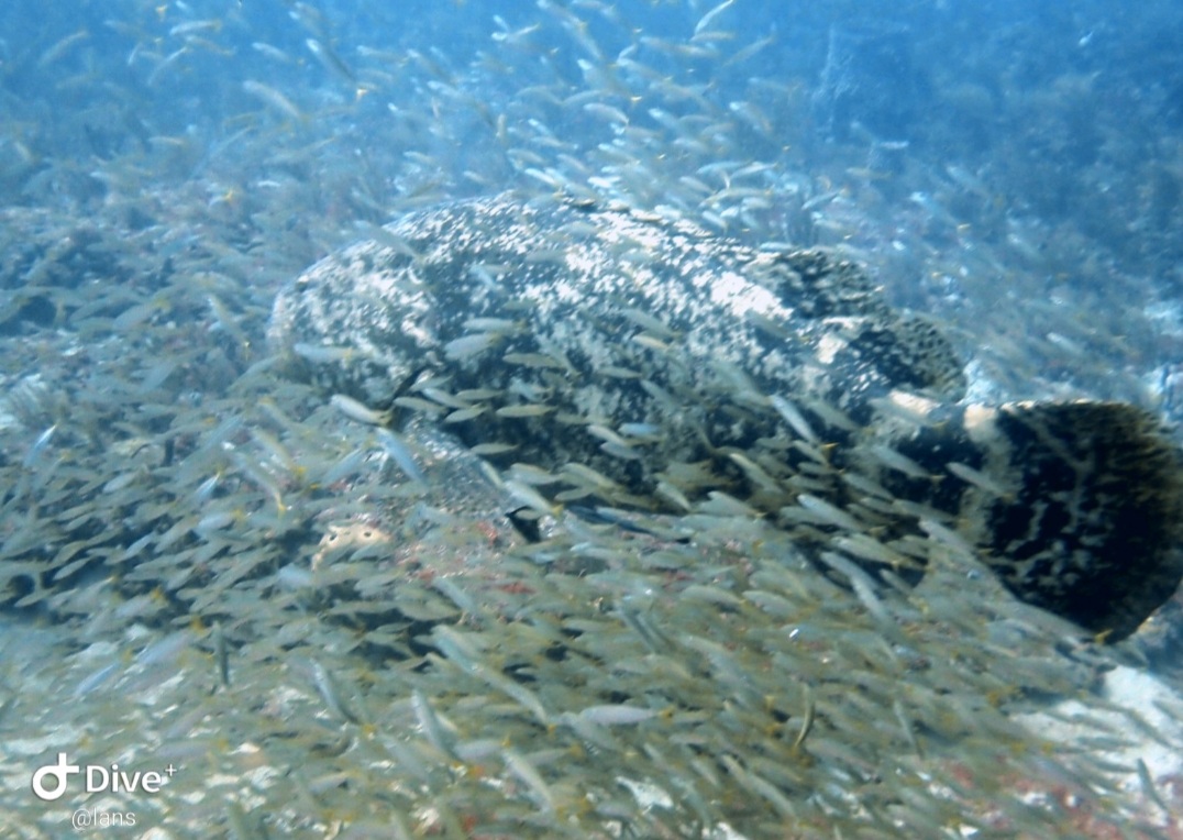 Screenshot_20210912-182408_Dive+