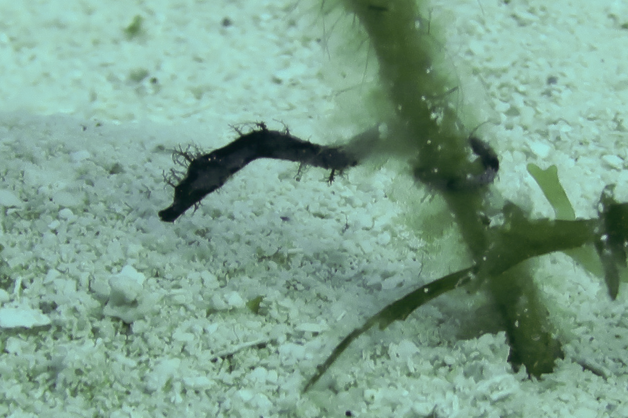 Sea Dragon One