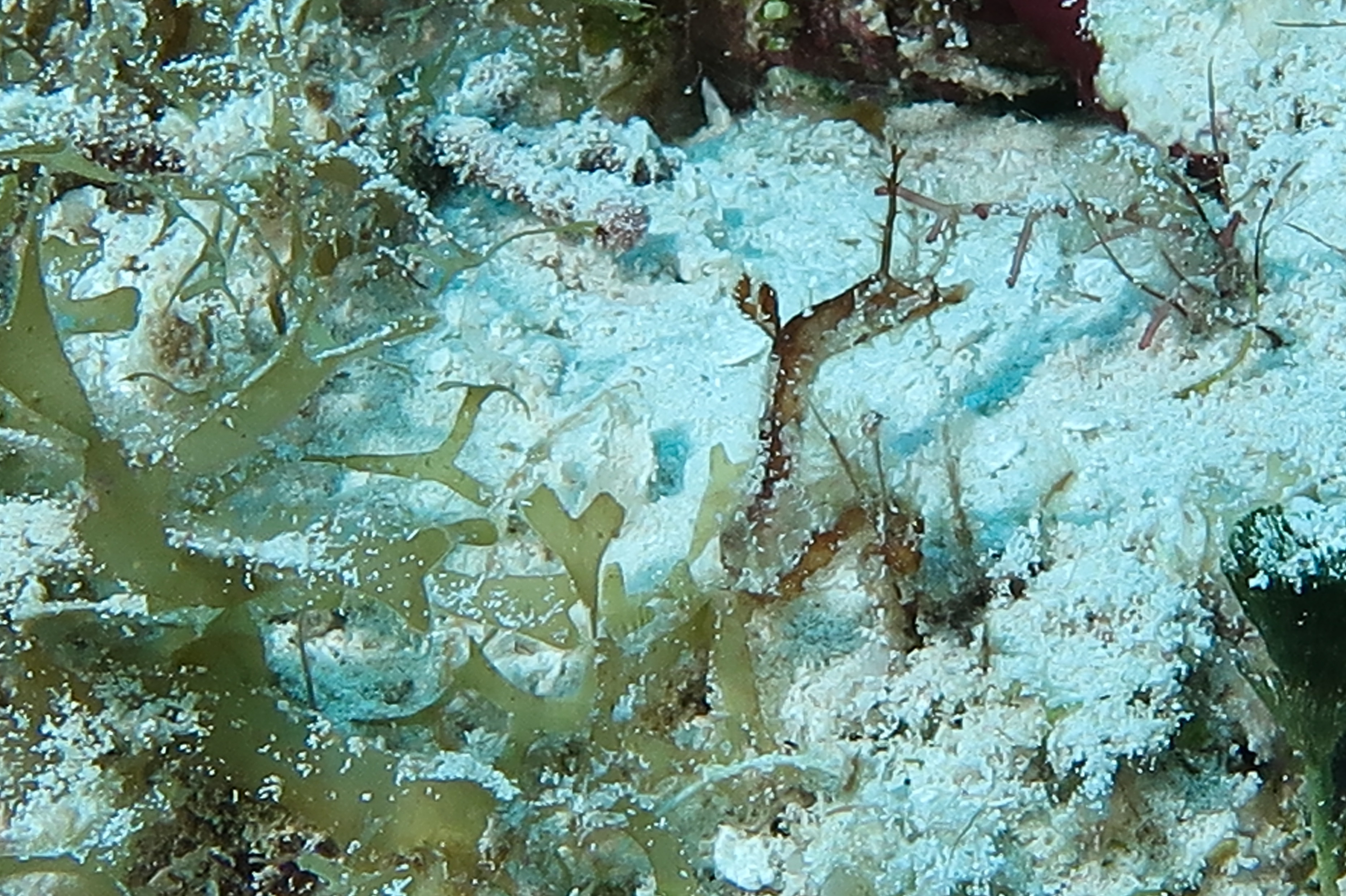 Sea Dragon Two