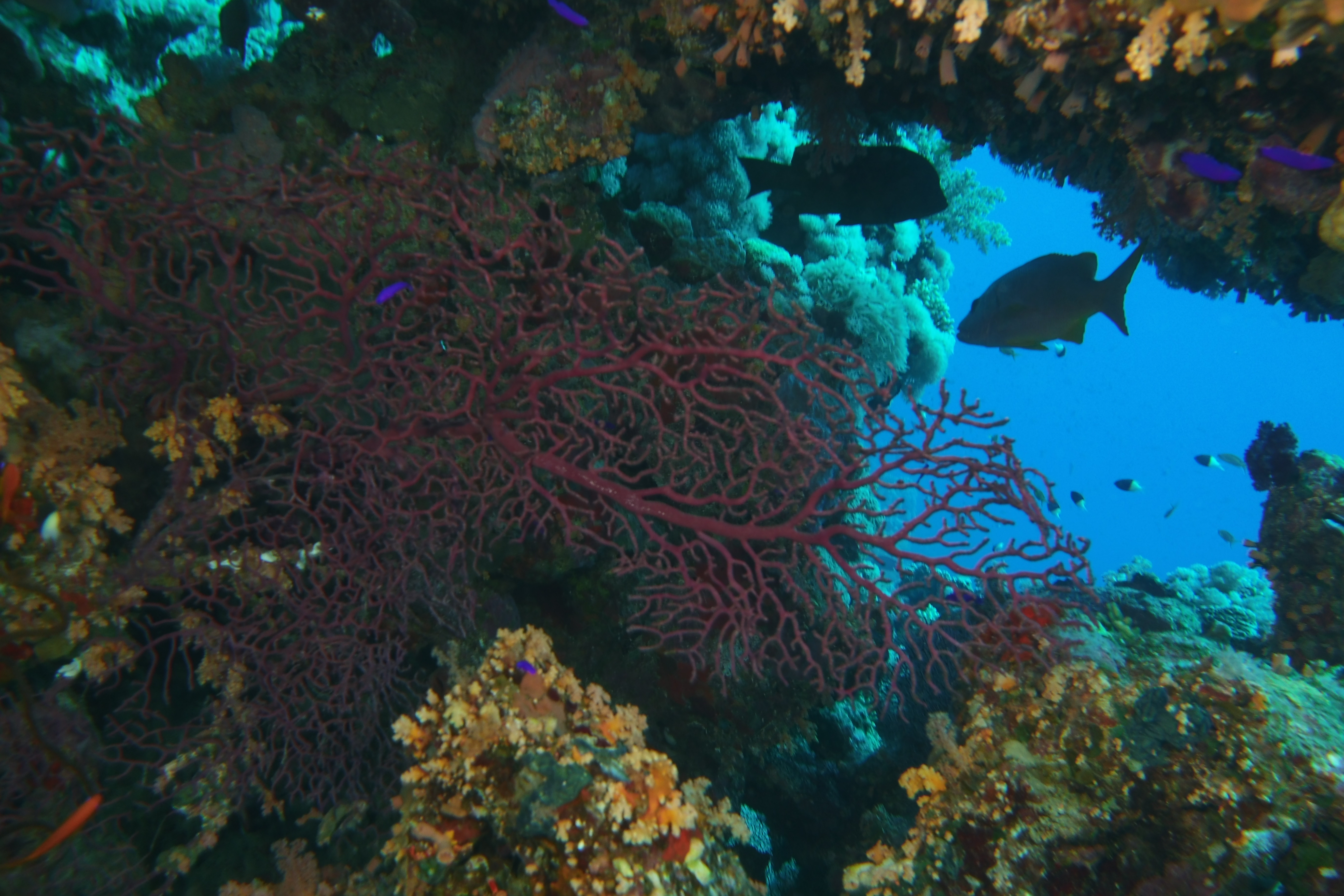 Sea fan in overhang