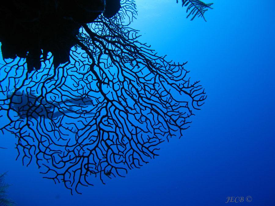 Sea Fan in the Blue