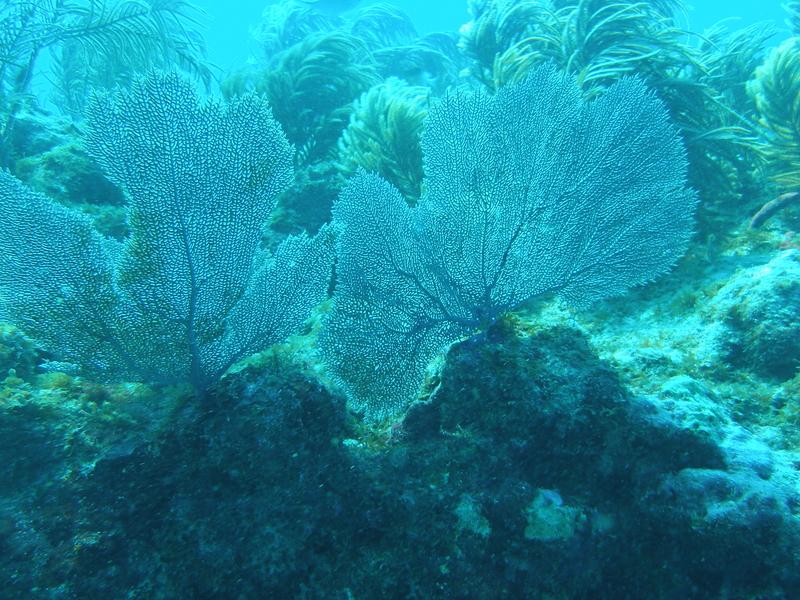 Sea fans