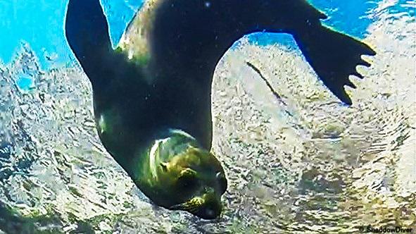 Sea of Cortez Seal-5