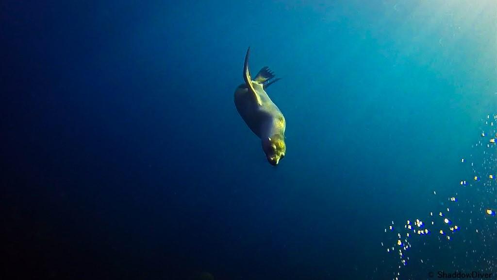 Sea Of Cortez Seal - Shadow Diver