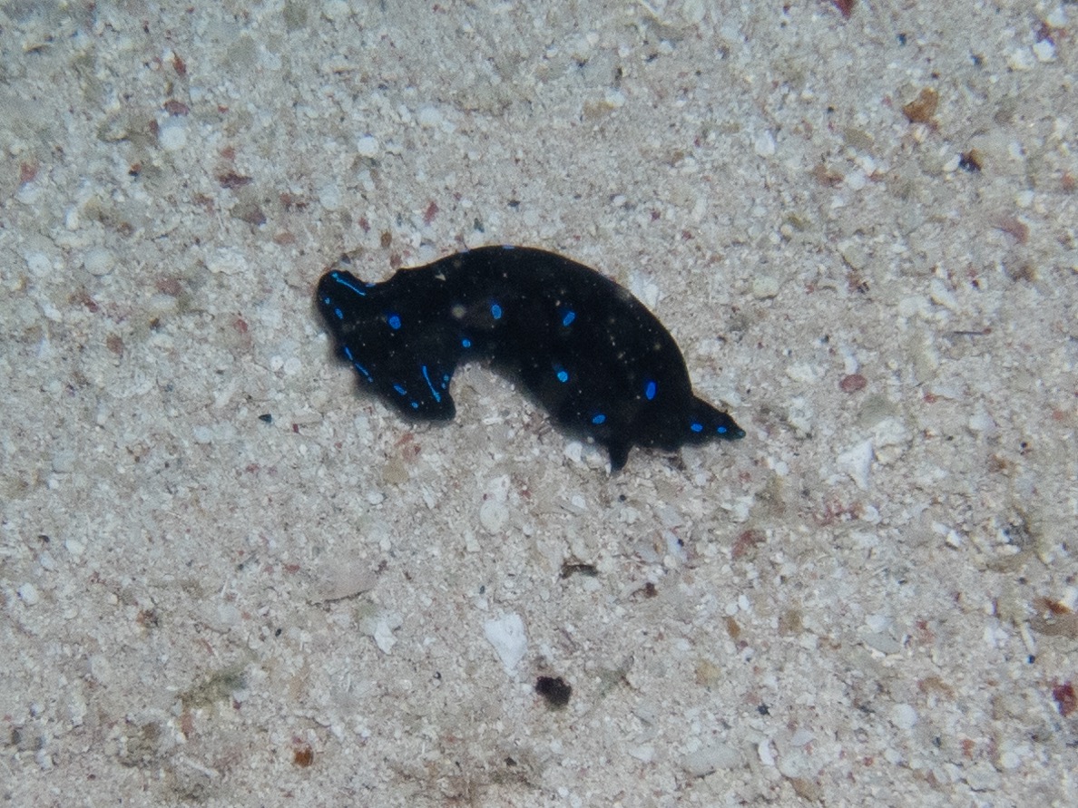 Sea slug
