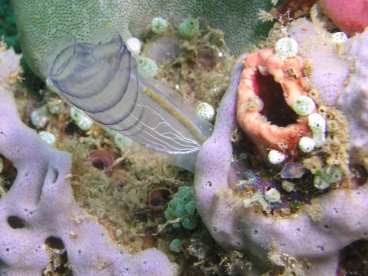 sea squirt