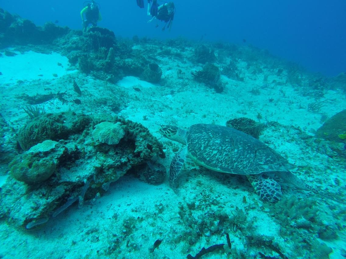 Sea turtle swims away