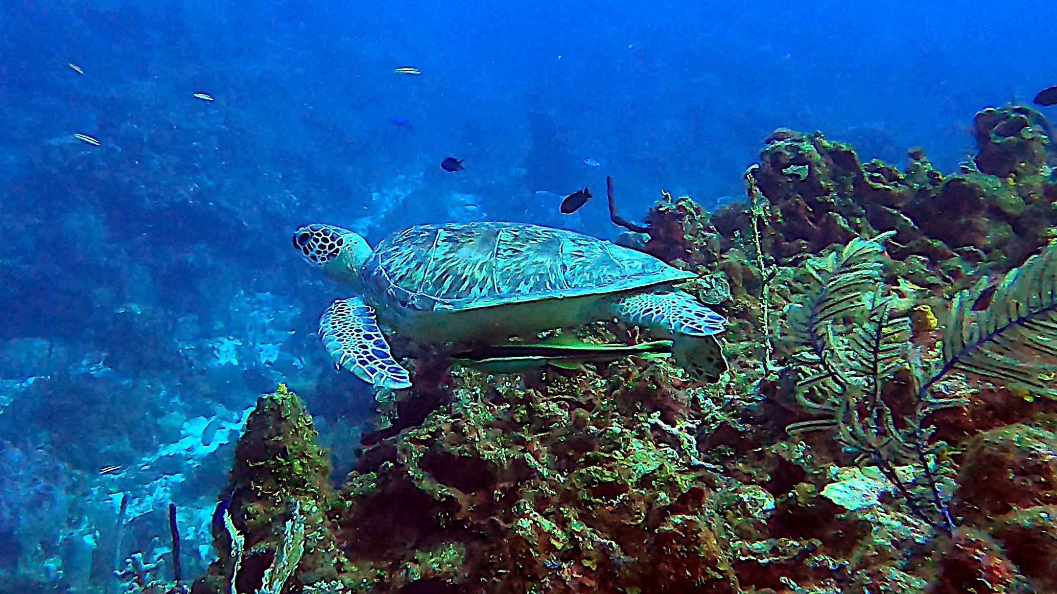 Sea turtle with remora