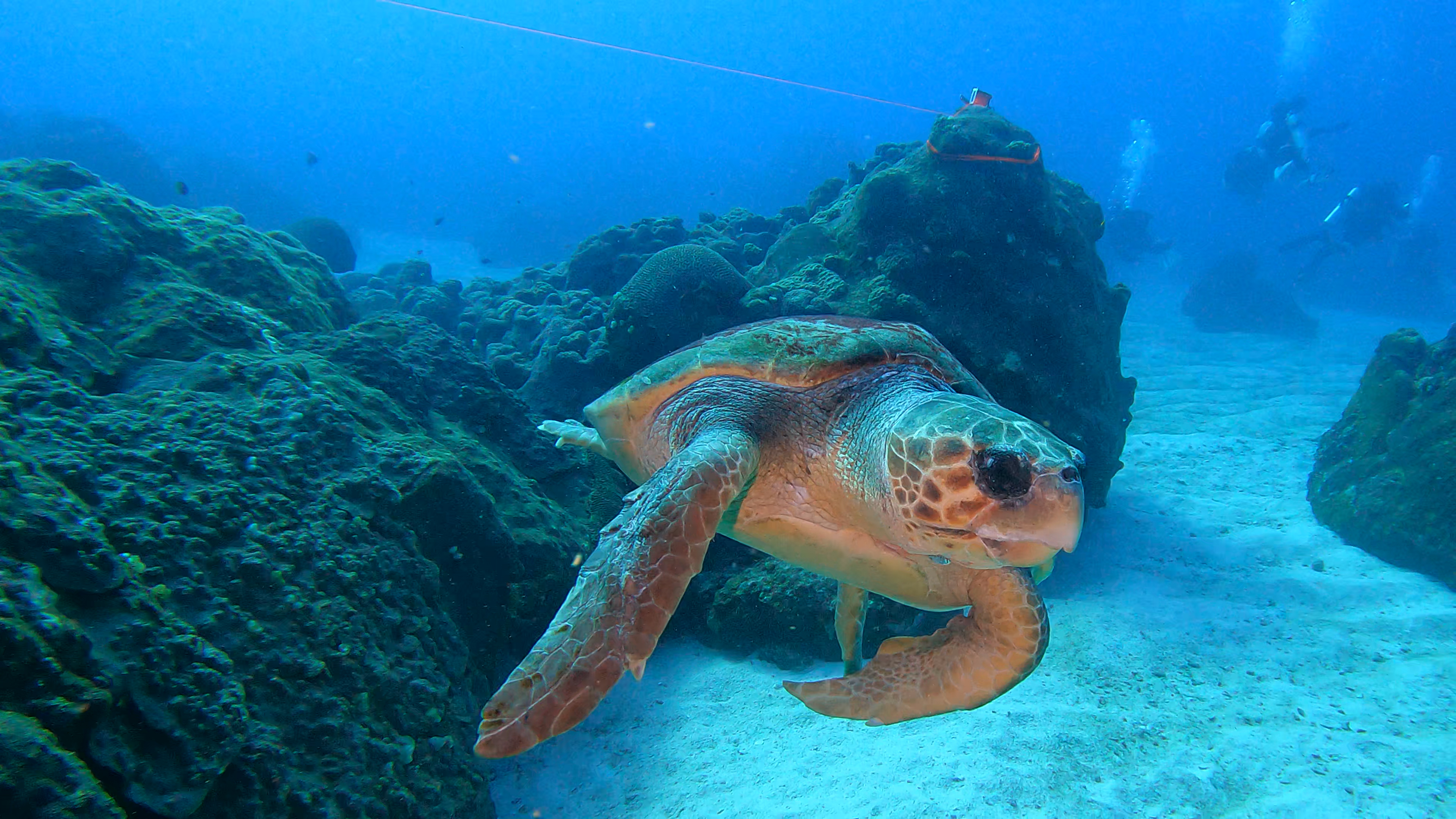 Sea Turtle