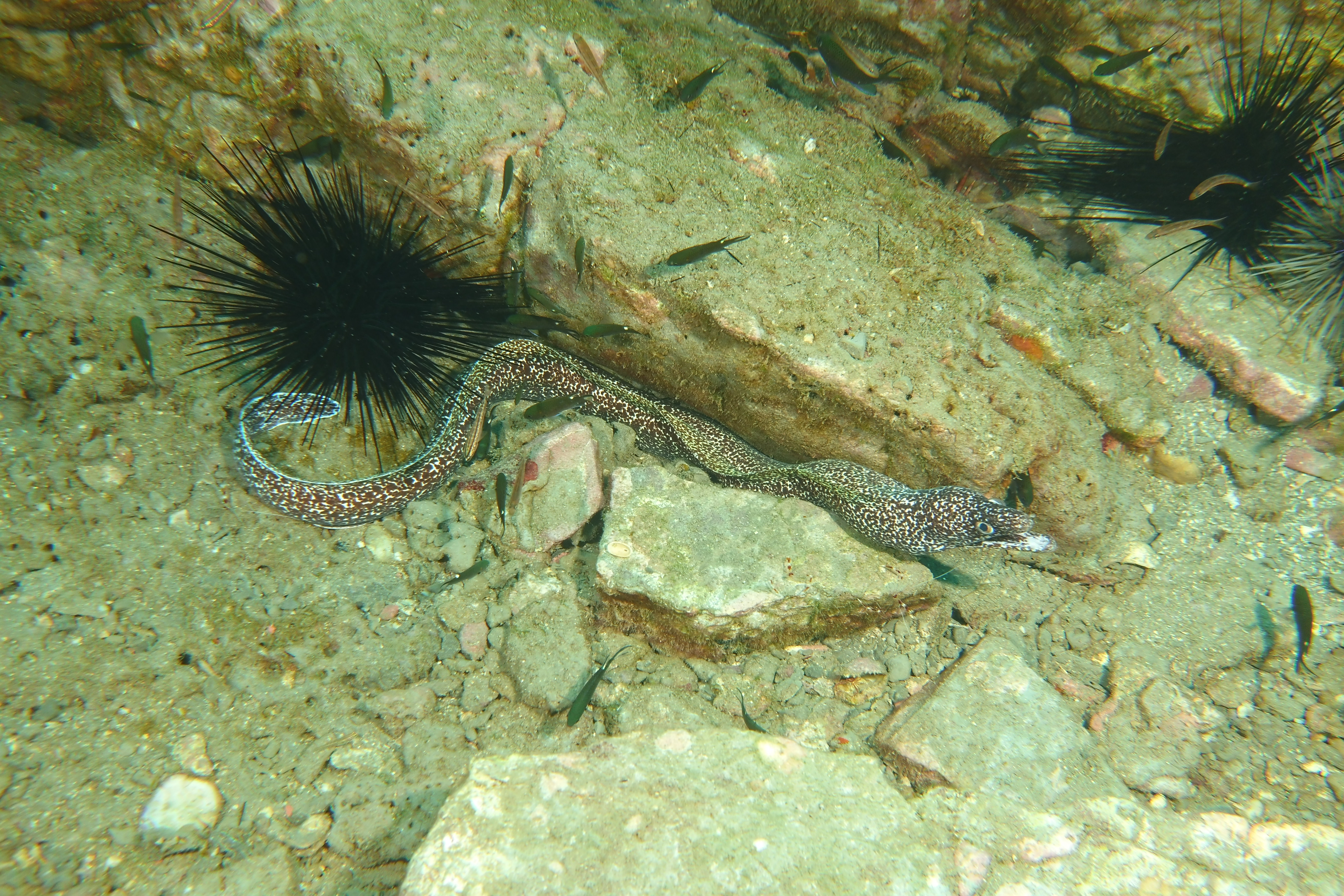 Sea Urchin and eel