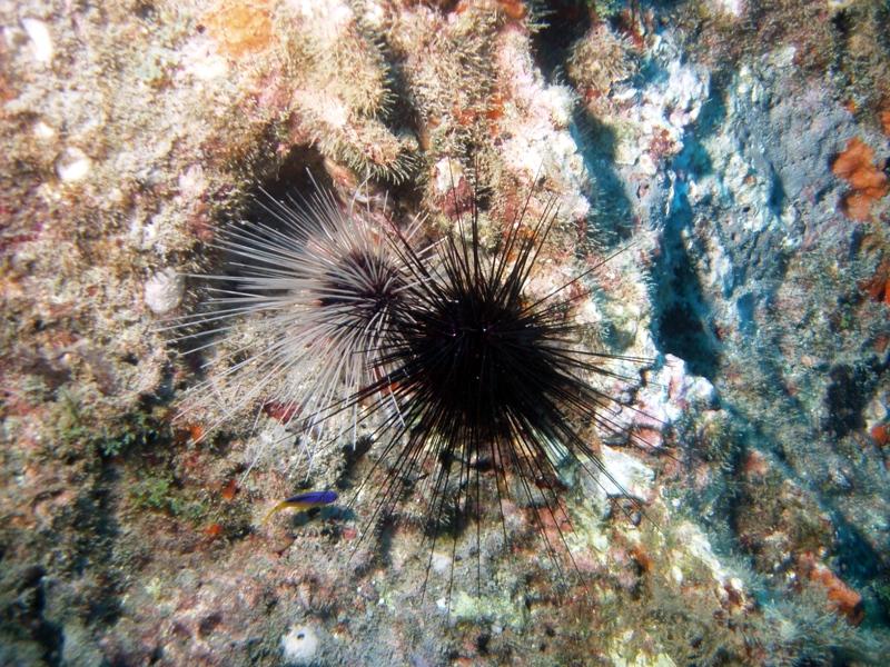 Sea Urchins