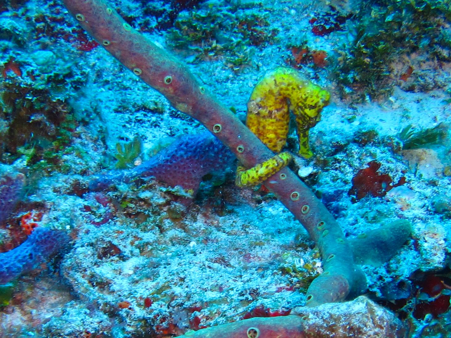 Seahorse At Palancar Bricks 6207