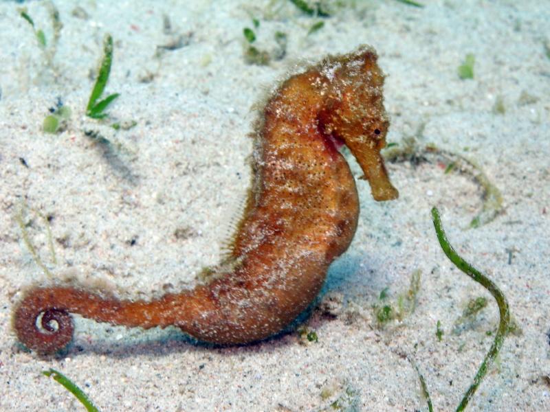 seahorse IMG_5554b