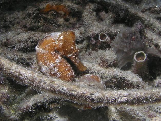 seahorse