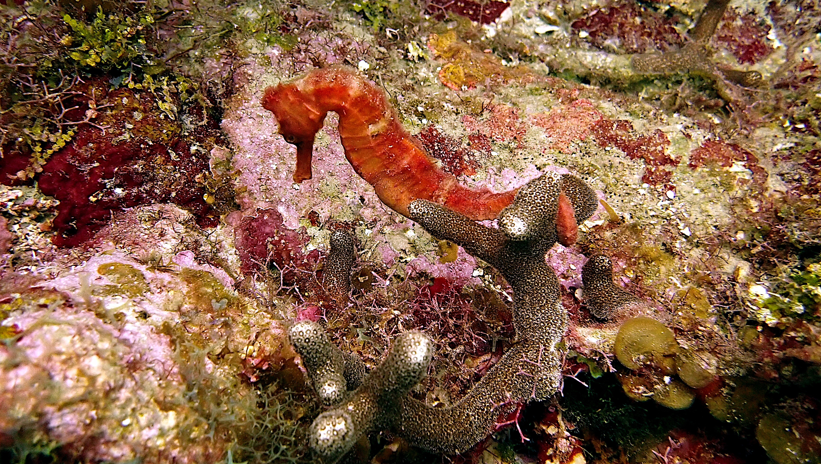 Seahorse