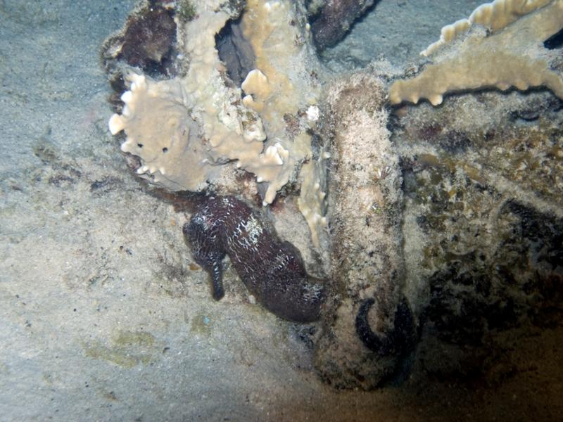 Seahorse2
