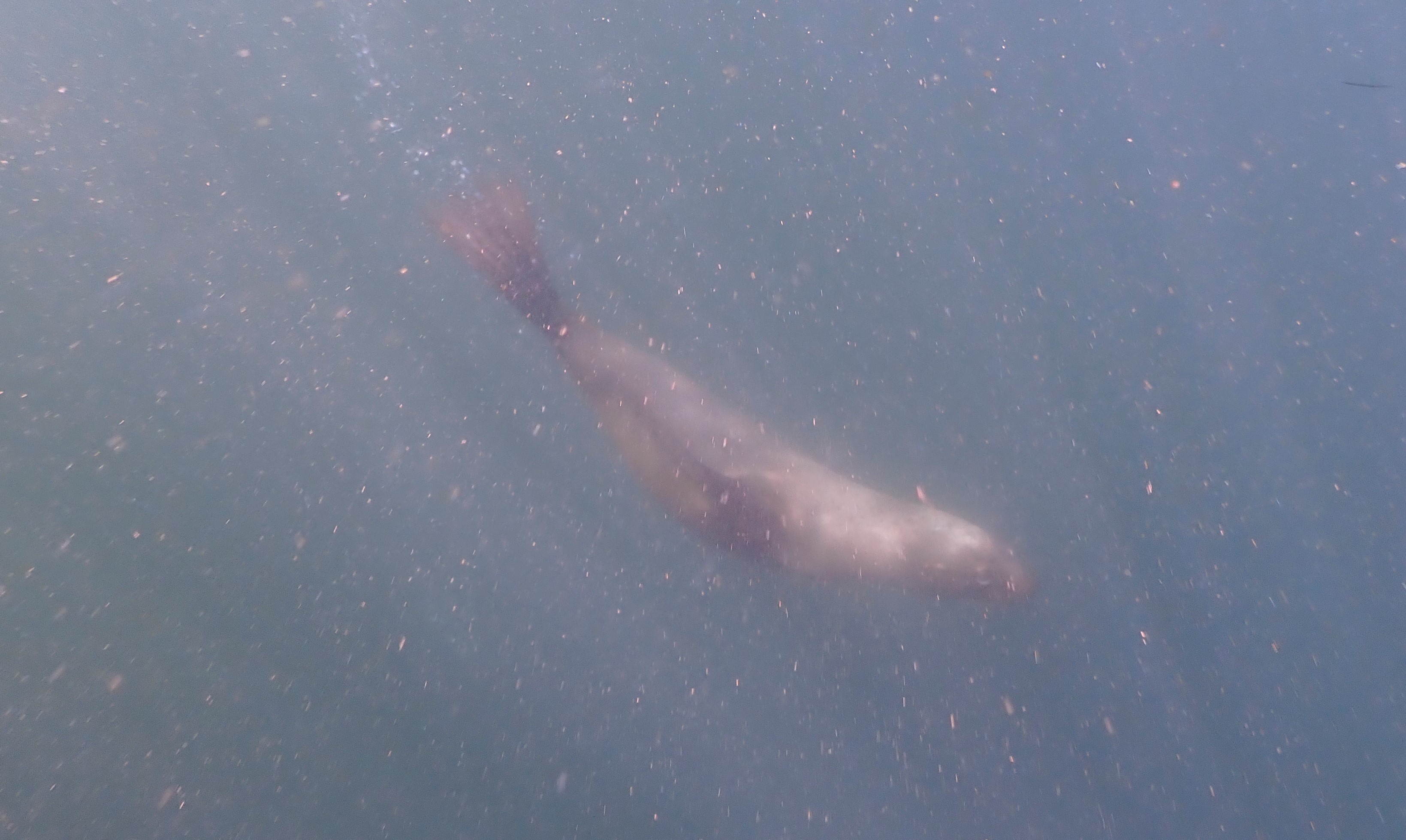 seal in action
