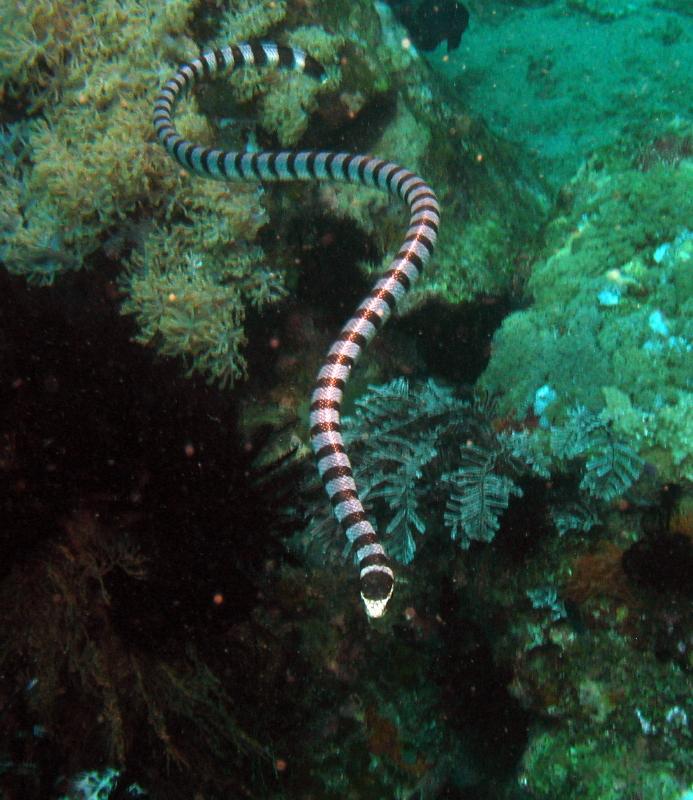 seasnake IMG_5382b