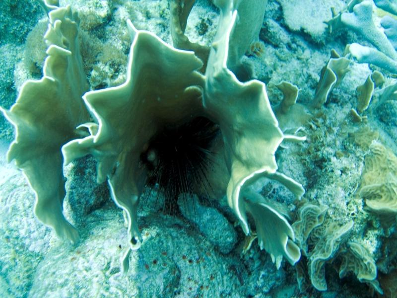 SeaUrchin1