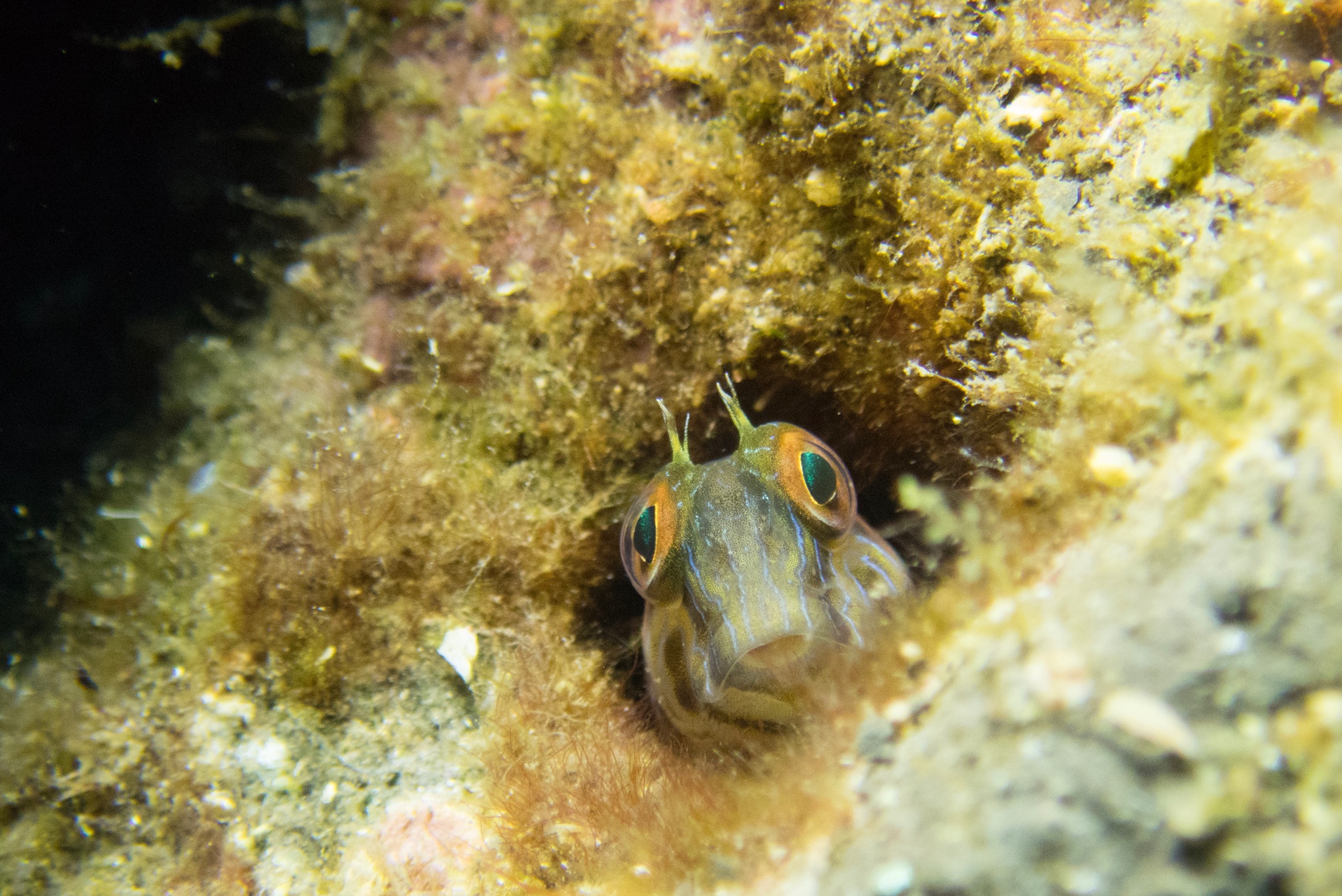 Seaweed Blenny - Seaagg05