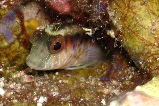 Seaweed Blenny
