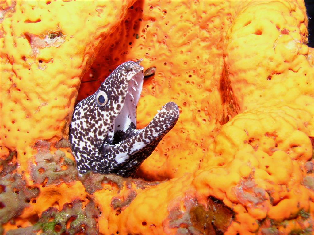 September - Sushi Boy - Say Aaahh