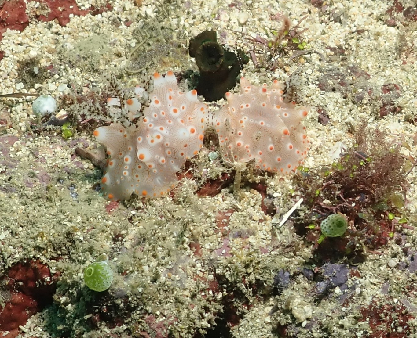 Sexy nudis