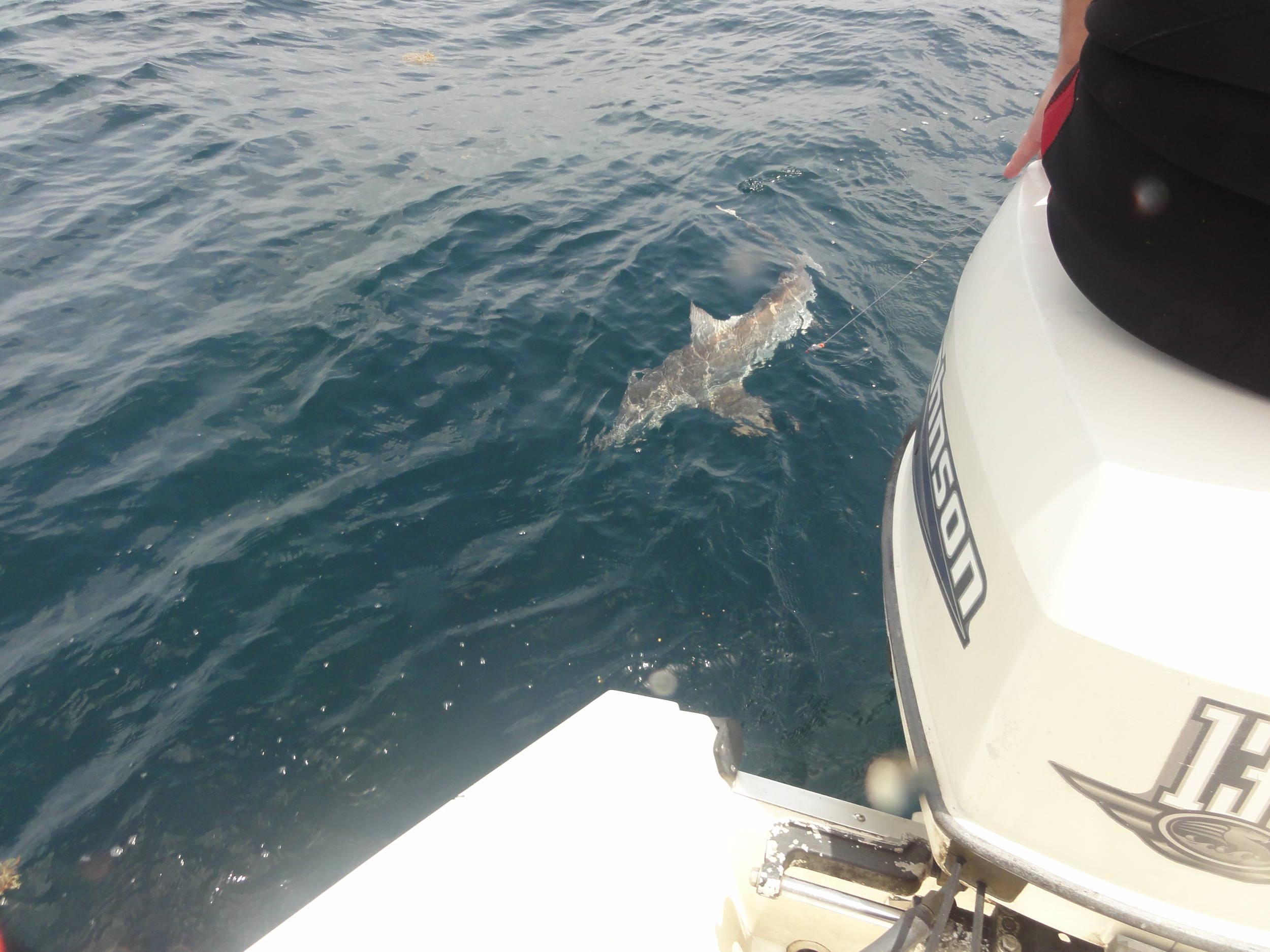Shark ahoy