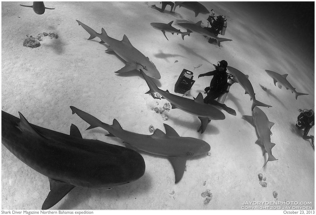 Shark Diver Magazine's Eli Martinez surrounded by three species