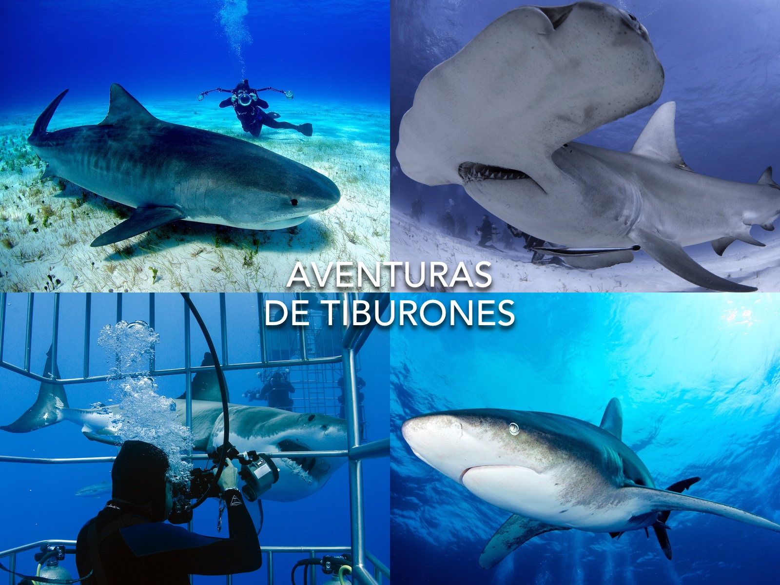 Shark Diving - CHUM Feb 2017 Mtg