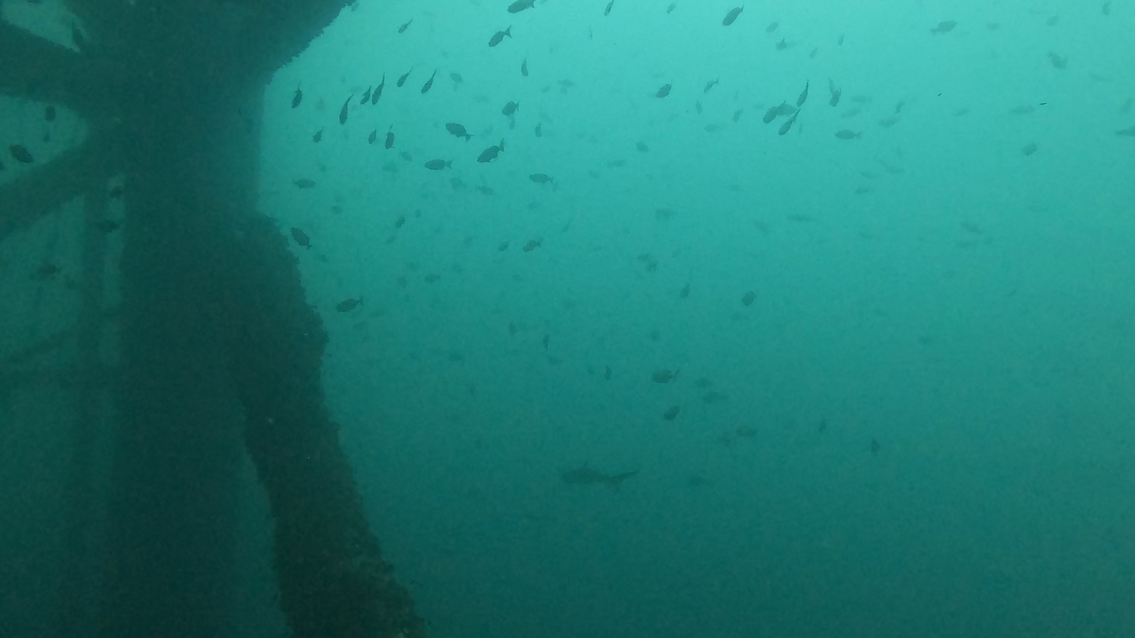Shark on rig