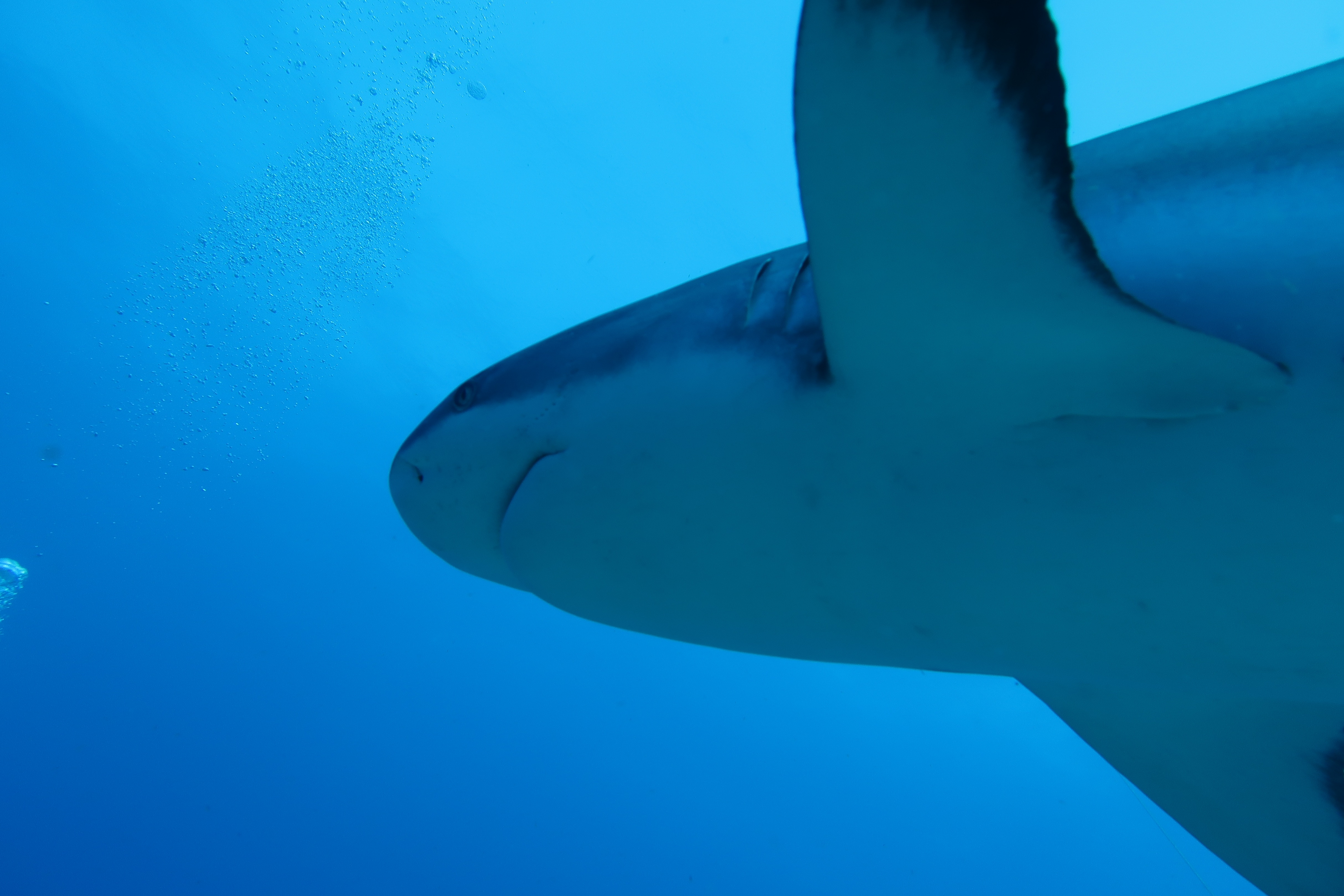 Shark time