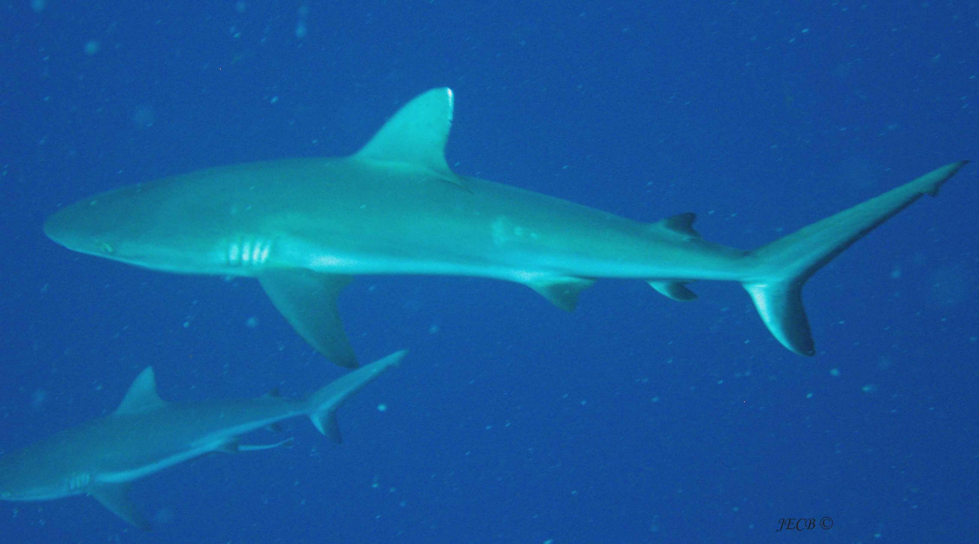 Shark