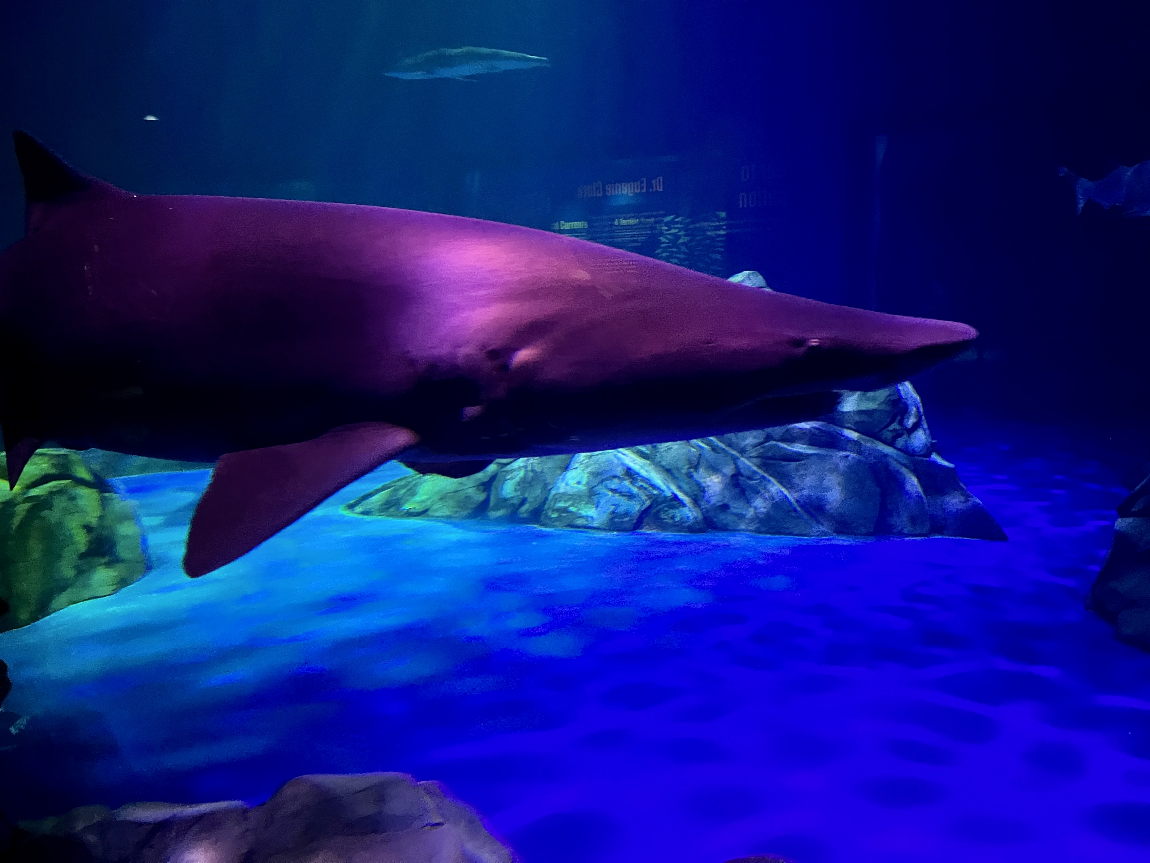 Shark!