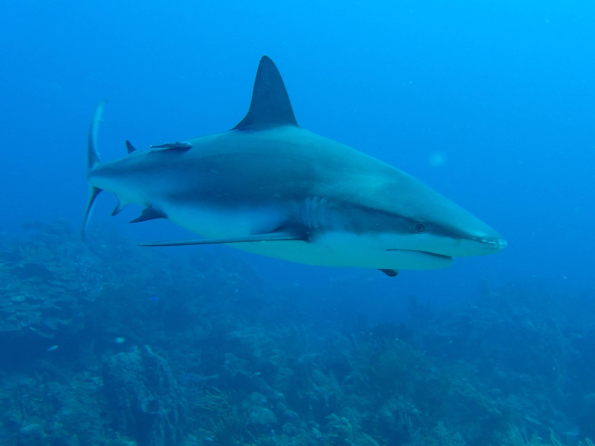 Shark_Dive-0583