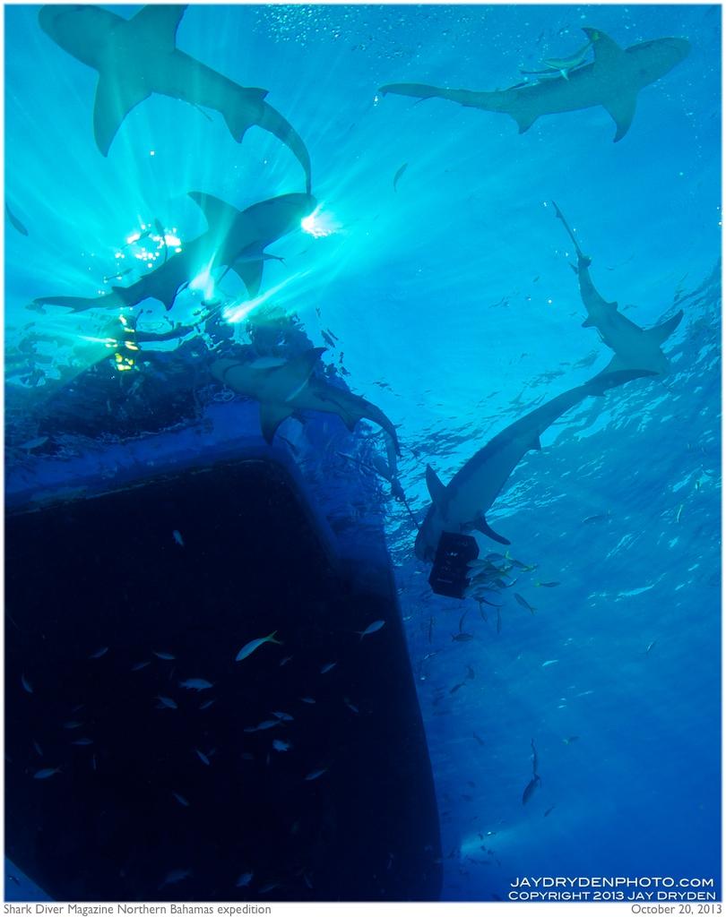 Sharky view of the the Dolphin Dream